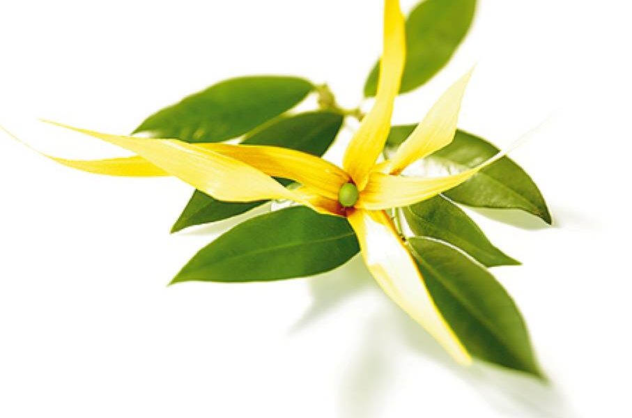 YLANG YLANG